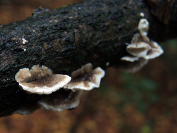 Trametes_versicolor_BO_Koenigsbuescher_Waeldchen_Pilze_ja04.jpg