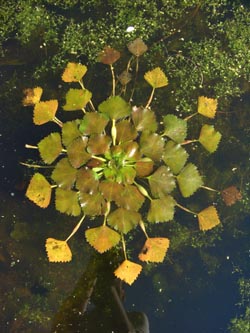 Trapa_natans_BGD040807_ja02.jpg