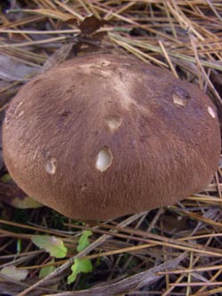 Tricholoma_imbricatum_251009_TK01.jpg