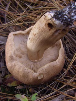 Tricholoma_imbricatum_251009_TK03.jpg