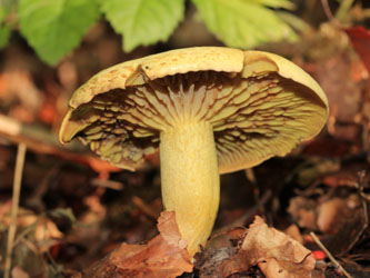 Tricholoma_sulphureum_BOMailand_111015_Pilze_CB02.jpg