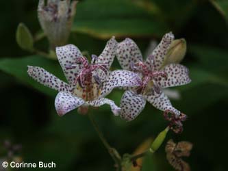 Tricyrtis_BOKalwes231011_CB23.jpg