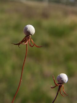 Trientalis_europaea_LueneburgerHeide_ElbeEx2008_ja03.jpg