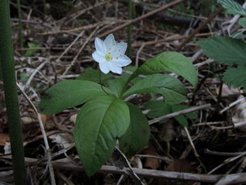 Trientalis_europaea_Remscheid_Feldbachtal_101017_ja01.jpg