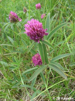 Trifolium_alpestre_SWD2009_TK153.jpg