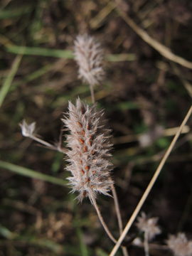 Trifolium_arvense_DO-Derne_ZecheGneisenau_130816_TK14.jpg