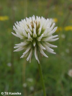 Trifolium_montanum_Hoenselberg_100612_TK58.jpg