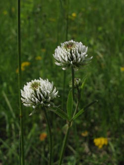 Trifolium_montanum_SWD_Taubergiessen_ja03.jpg