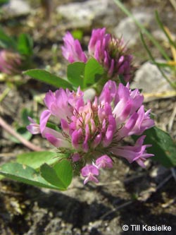 Trifolium_pratense_HERCrange050513_TK01.jpg