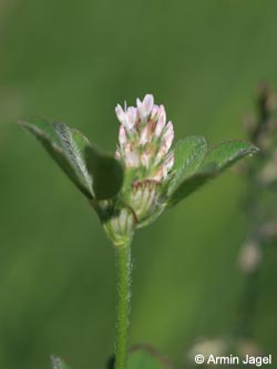 Trifolium_striatum_BottendorferHuegel_Kyffhaeuser040610_CB01.jpg