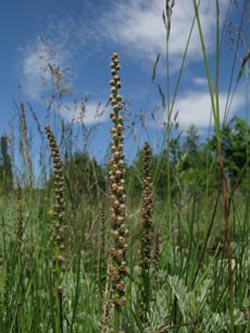 Triglochin_maritimum_Kyffhaeuser_ArtenerSolgraben030610_ja03.jpg