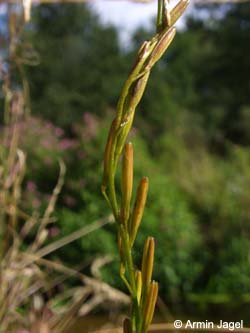 Triglochin_palustre_Elbe2008_8_ja17.jpg