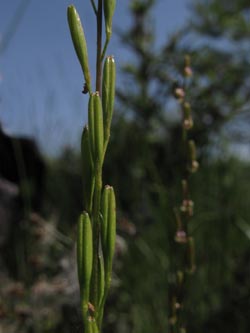 Triglochin_palustre_Zollhausried_Blumberg_SWD2013_210713_ja01.jpg