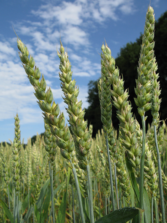 Triticum_aestivum_BOKalwes130709_ja01.jpg