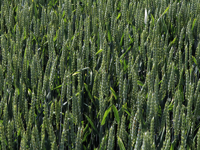 Triticum_aestivum_Geseke_D23_100619_ja01.jpg