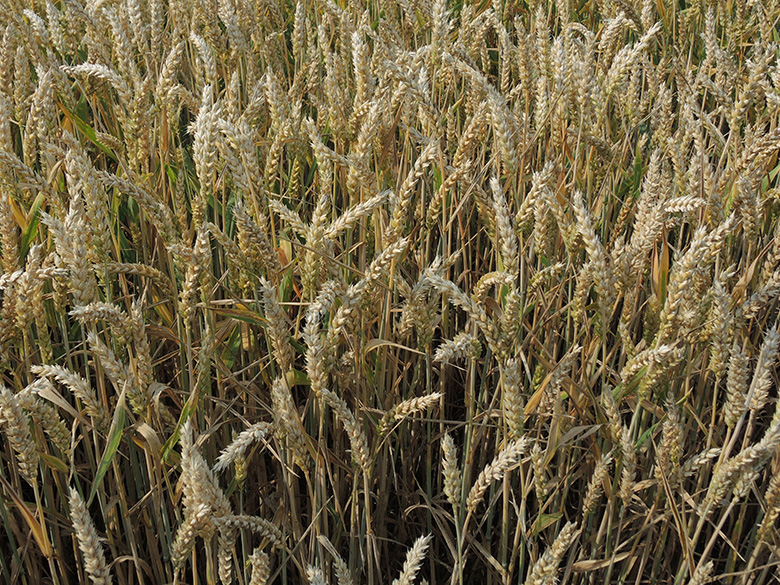 Triticum_aestivum_WITAnnen_StockumerStr_170714_ja03.jpg