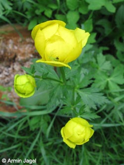 Trollius_europaeus_SWD2009_242_ja01.jpg