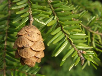 Tsuga_canadensis_150308_ja02.jpg