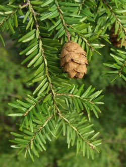 Tsuga_canadensis_150308_ja05.jpg