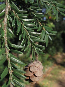 Tsuga_canadensis_BOFriedhofWiemelhausen271012_ja04.jpg