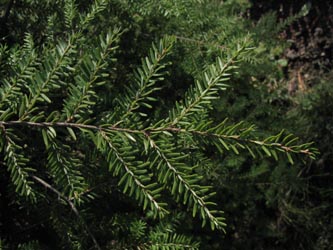 Tsuga_canadensis_BOFriedhofWiemelhausen271012_ja10.jpg