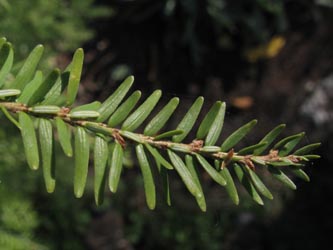 Tsuga_canadensis_BOFriedhofWiemelhausen271012_ja11.jpg