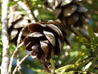 Tsuga_canadensis_BoWeitmarMatthaeusfriedhof230214_ho57.jpg