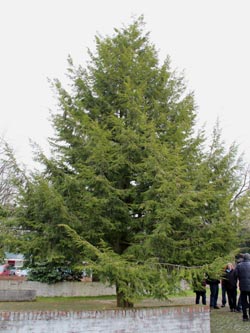 Tsuga_canadensis_BochumWeitmarFriedhof_130303_CB16.jpg