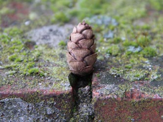 Tsuga_canadensis_BochumWeitmarFriedhof_130303_CB17.jpg