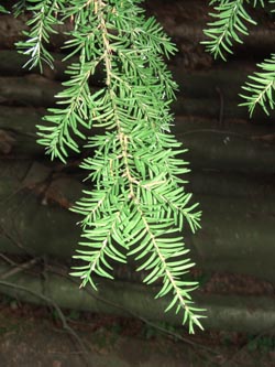 Tsuga_heterophylla_Burgholz200908_ja01.jpg