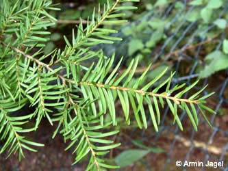 Tsuga_heterophylla_Burgholz200908_ja06.jpg