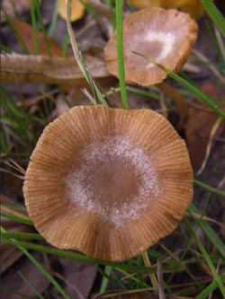 Tubaria_furfuracea_251009_TK01.jpg