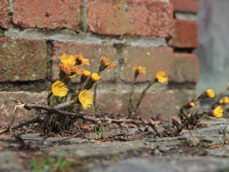 Tussilago_farfara_BOWeitmarFranziskusfriedhof_060316_CB02.jpg