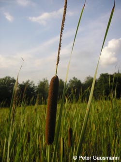 Typha_angustifolia_(KSLHerten090810_PG01.jpg