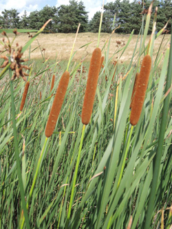 Typha_angustifolia_170716_ja05.jpg