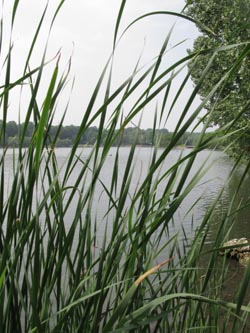 Typha_angustifolia_BOUemmingersee210511_ja01.jpg