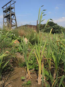 Typha_latifolia_DO-Derne_ZecheGneisenau_130816_TK%20122.jpg