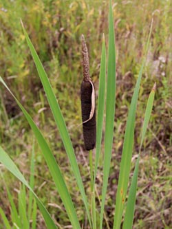 Typha_latifolia_DOGroppenbruch_200713_TK17.jpg