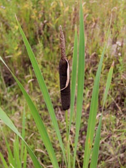 Typha_latifolia_DOGroppenbruch_200713_TK17.jpg