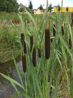 Typha_latifolia_DOHoerdePhoenixsee210712_TK01.jpg