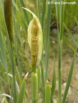 Typha_latifolia_Wtal_Eskesberg_150614_FDomurath01.jpg