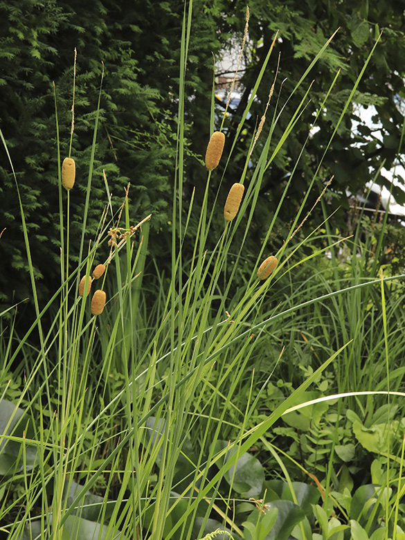 Typha_laxmannii_110718_HGeier01.jpg