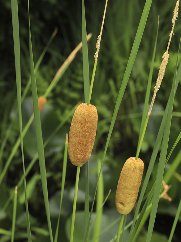 Typha_laxmannii_110718_HGeier03.jpg