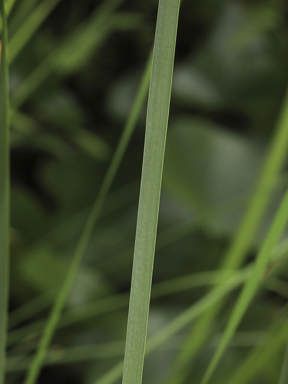 Typha_laxmannii_110718_HGeier04.jpg