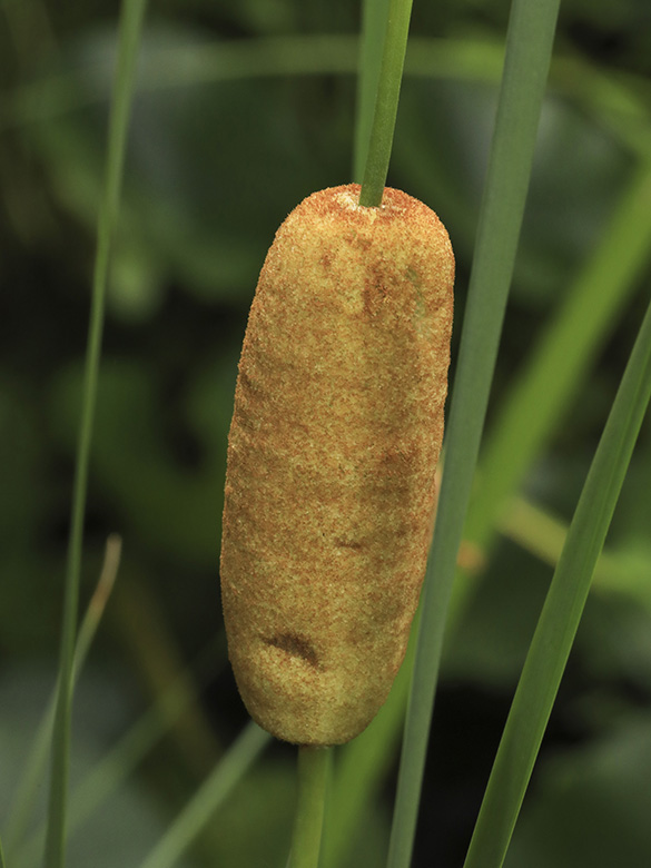 Typha_laxmannii_110718_HGeier05.jpg