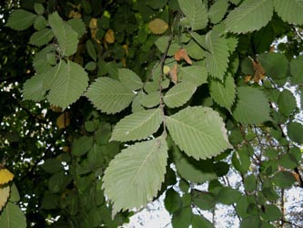 Ulmus_laevis_DURheinhausen_130914_ja01.jpg