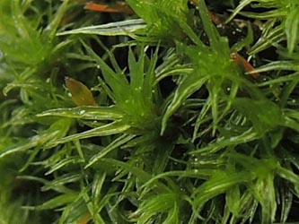 Ulota_bruchii_Aachen_Lintert_Kryptogamen_220215_ja02_2.jpg