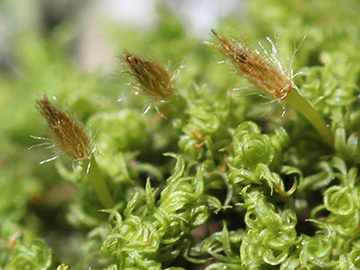 Ulota_bruchii_Aachen_Waldfriedhof_250218_CB02.jpg