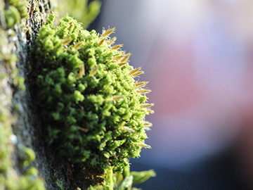 Ulota_bruchii_Aachen_Waldfriedhof_250218_CB04.jpg