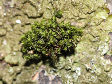 Ulota_bruchii_RUBMoose210117_CB02.jpg